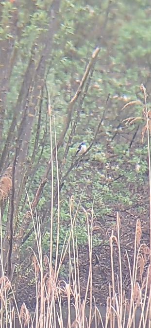 Balia nera  - Luca Deflorian