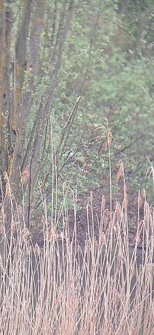 Balia nera  - Luca Deflorian