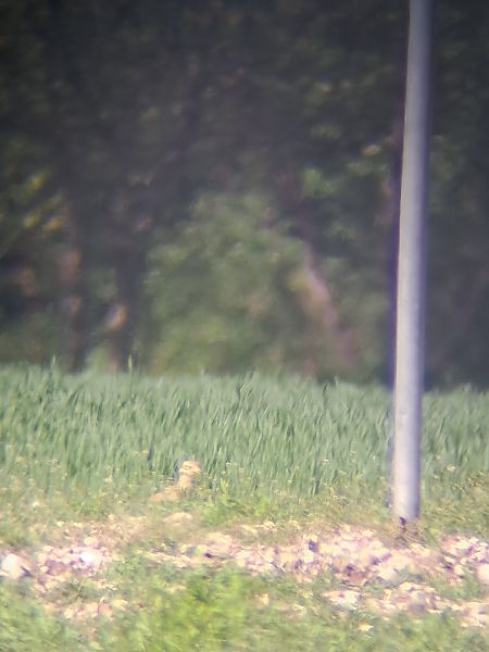 Occhione  - Luca Deflorian