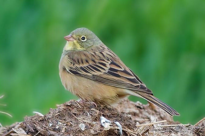 Ortolano  - Walter Fauster