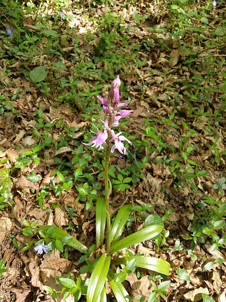 Orchis indet. group. mascula  - Sara Stella (FVG)