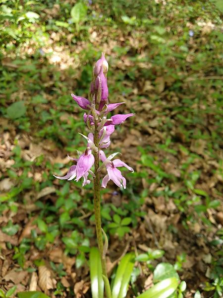 Orchis indet. group. mascula  - Sara Stella (FVG)