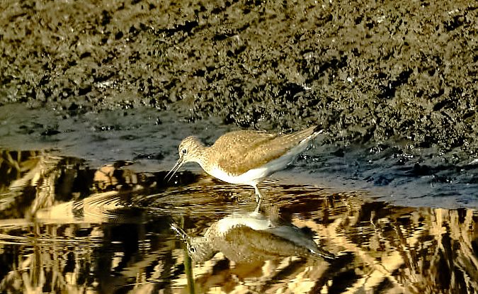 Piro-piro culbianco  - Angelo Matteucci