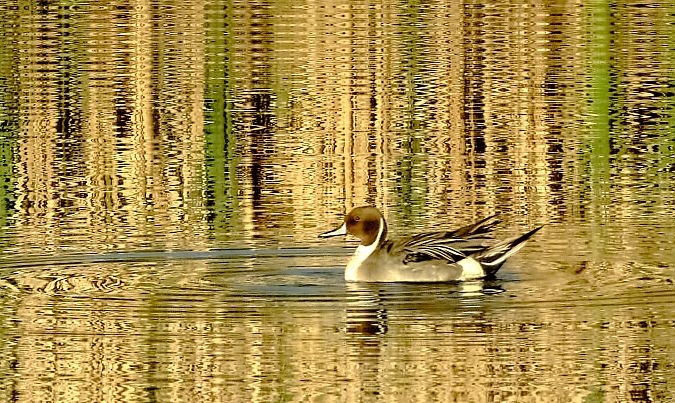 Codone  - Angelo Matteucci