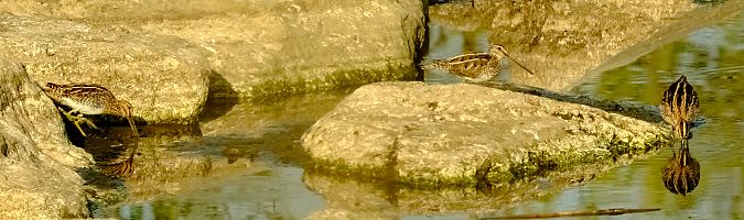 Beccaccino  - Angelo Matteucci