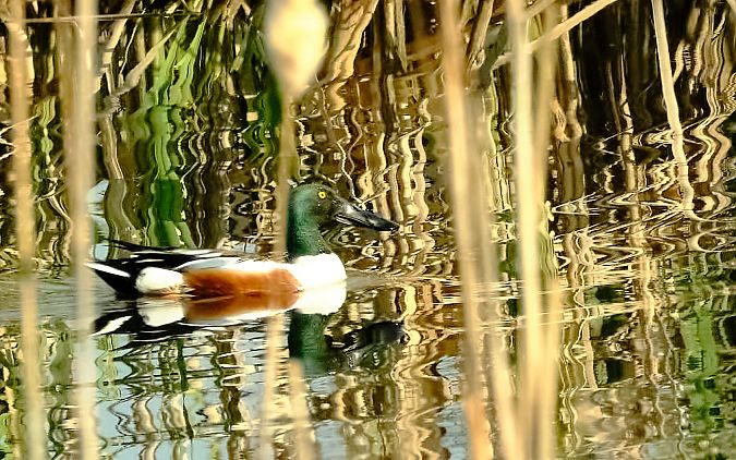 Mestolone  - Angelo Matteucci