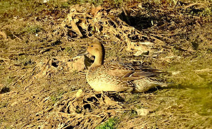 Codone  - Angelo Matteucci