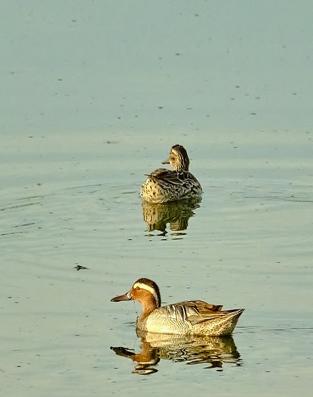 Marzaiola  - Angelo Matteucci
