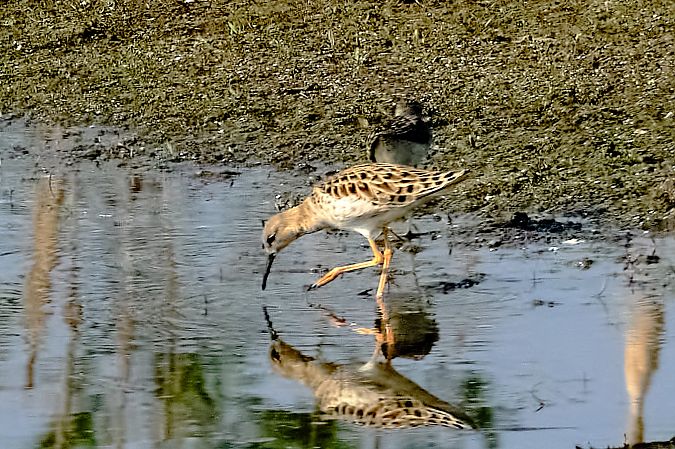 Combattente  - Angelo Matteucci