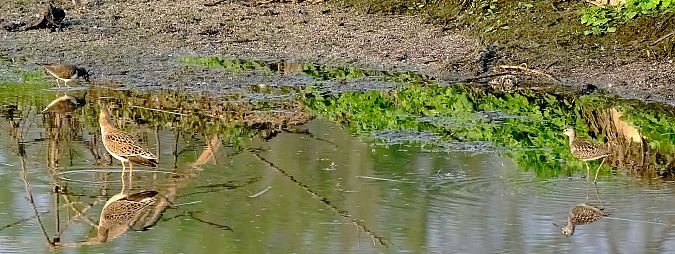 Piro-piro piccolo  - Angelo Matteucci