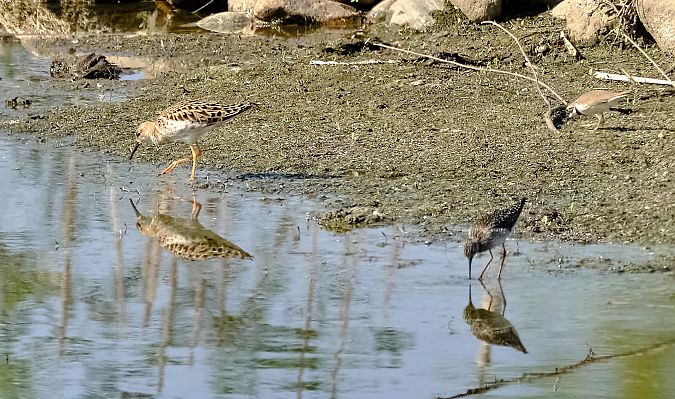 Corriere piccolo  - Angelo Matteucci