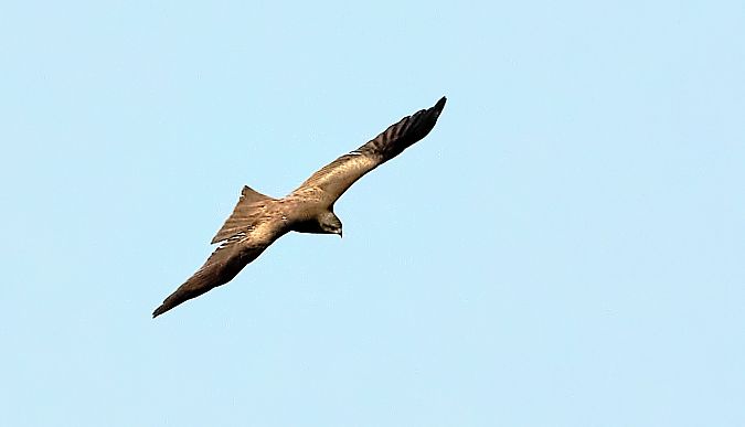 Nibbio bruno  - Angelo Matteucci