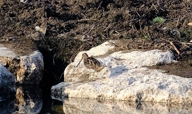 Beccaccino  - Angelo Matteucci