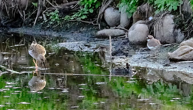 Corriere piccolo  - Angelo Matteucci