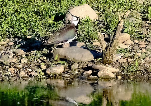 Pavoncella  - Angelo Matteucci
