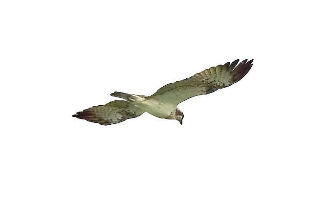 Falco pescatore  - Angelo Matteucci