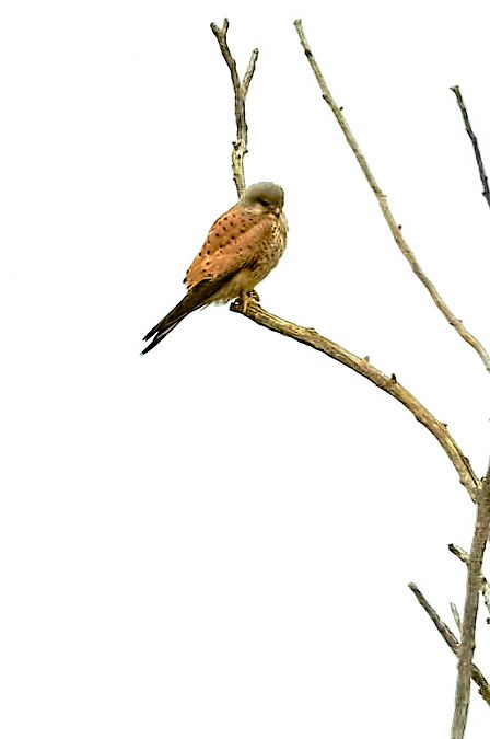 Gheppio  - Angelo Matteucci