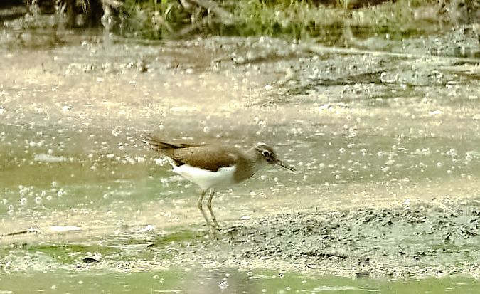 Piro-piro piccolo  - Angelo Matteucci