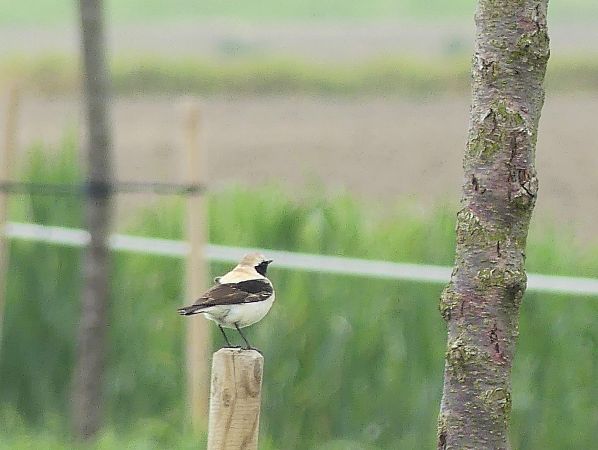 Monachella occidentale  - Maurizio Fusari