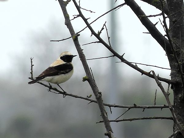 Monachella occidentale  - Maurizio Fusari