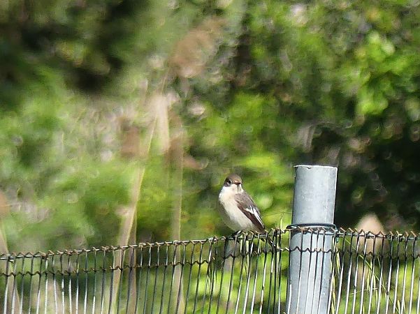 Balia nera  - Maurizio Fusari