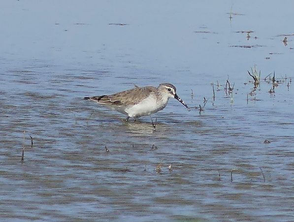 Piovanello comune  - Maurizio Fusari