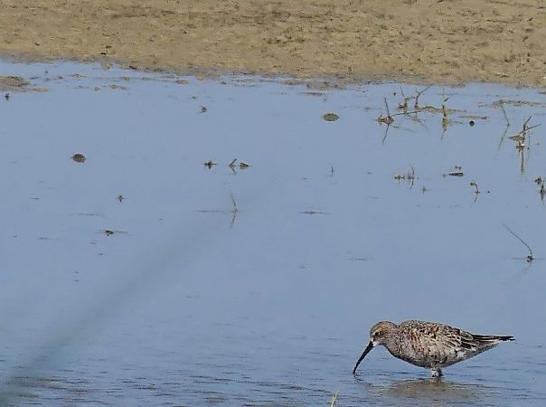 Piovanello comune  - Maurizio Fusari
