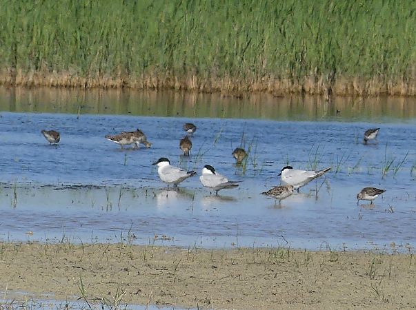 Sterna zampenere  - Maurizio Fusari