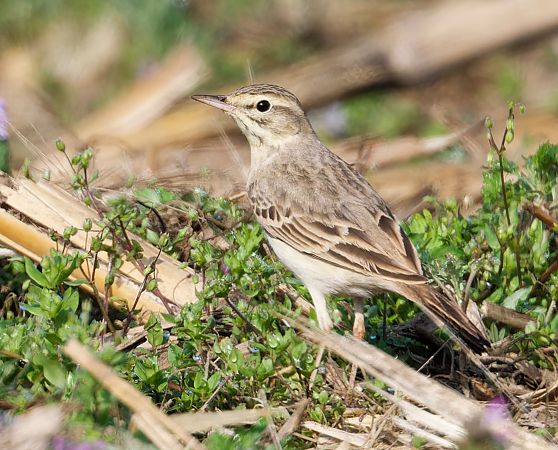 Calandro  - Jasper Baruth