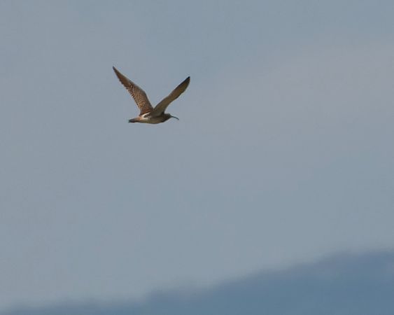 Chiurlo piccolo  - Jasper Baruth