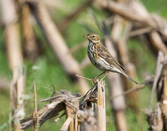 Pispola  - Jasper Baruth