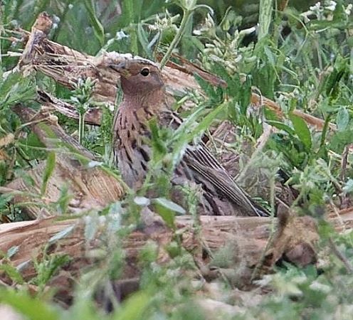 Pispola golarossa  - Jasper Baruth