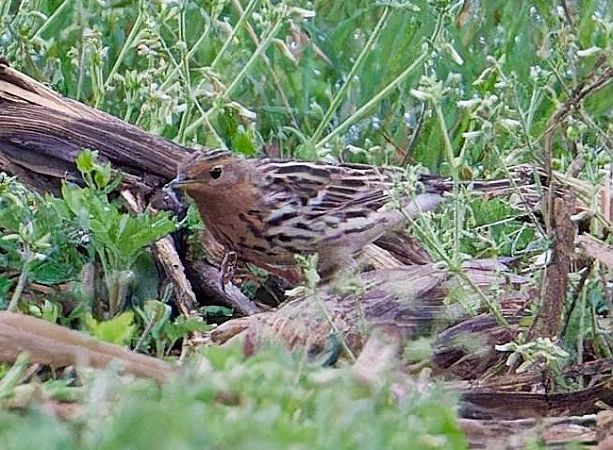 Pispola golarossa  - Jasper Baruth