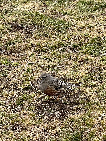 Sordone  - Giovanbattista Compagnoni