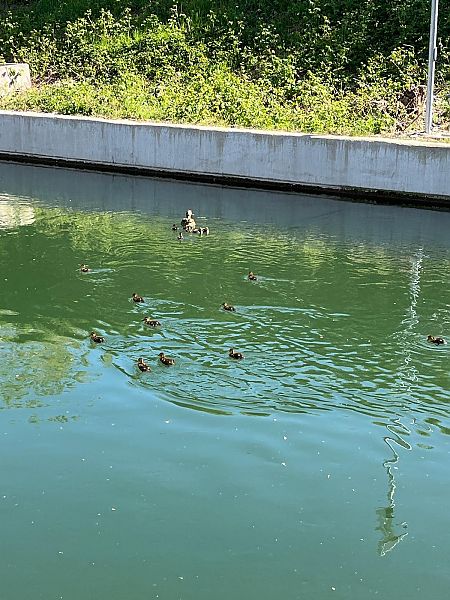 Germano reale  - Giovanbattista Compagnoni