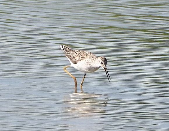 Albastrello  - Federico Cossettini
