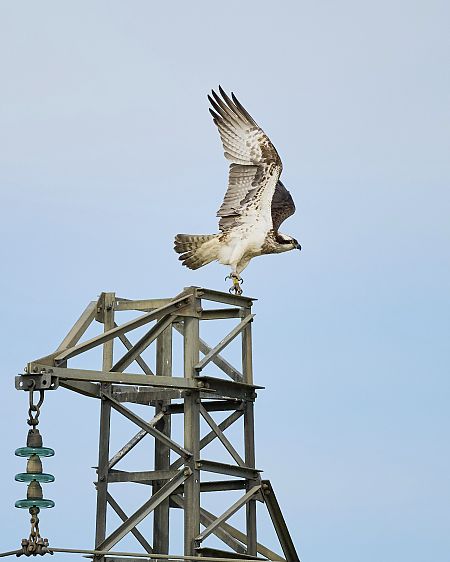 Falco pescatore  - Vicenzino Sergio