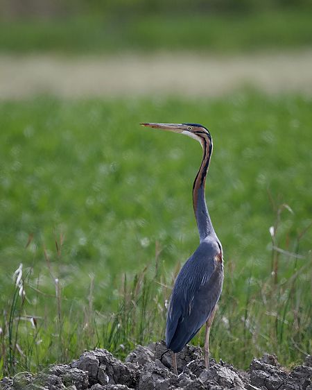 Airone rosso  - Vicenzino Sergio