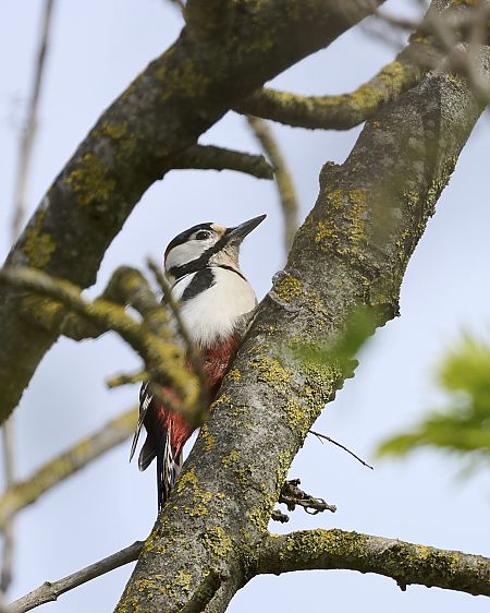 Picchio rosso maggiore  - Vicenzino Sergio