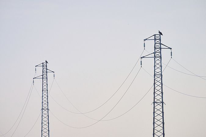 Falco pescatore  - Vicenzino Sergio