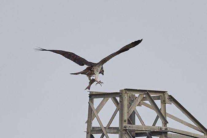 Falco pescatore  - Vicenzino Sergio