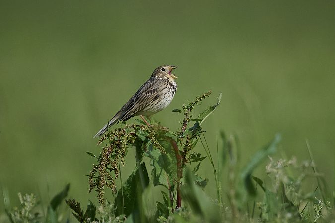 Strillozzo  - Vicenzino Sergio