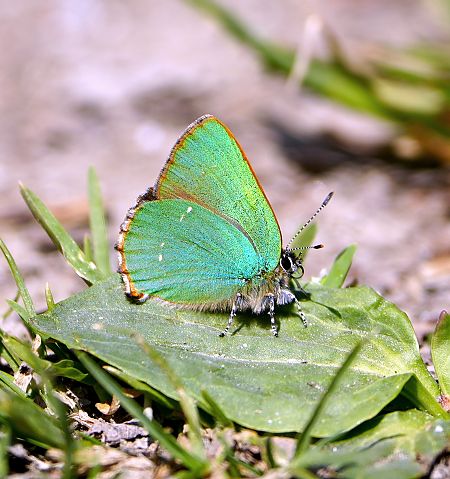 Callophrys rubi  - Denise Schneider