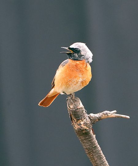 Codirosso  - Denise Schneider