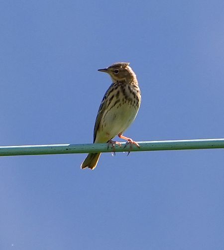 Prispolone  - Denise Schneider