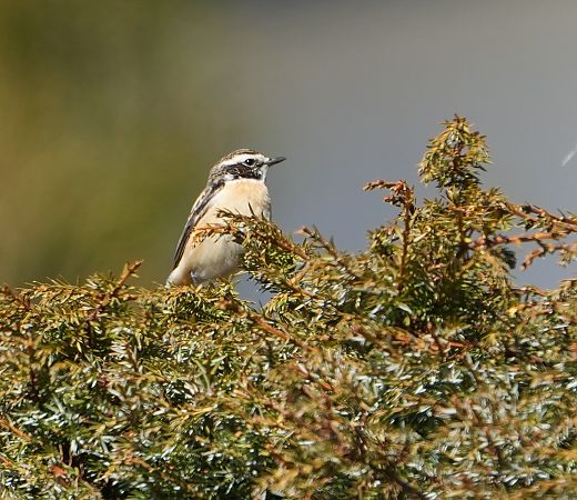 Stiaccino  - Denise Schneider