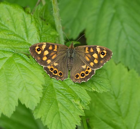 Pararge aegeria  - Denise Schneider