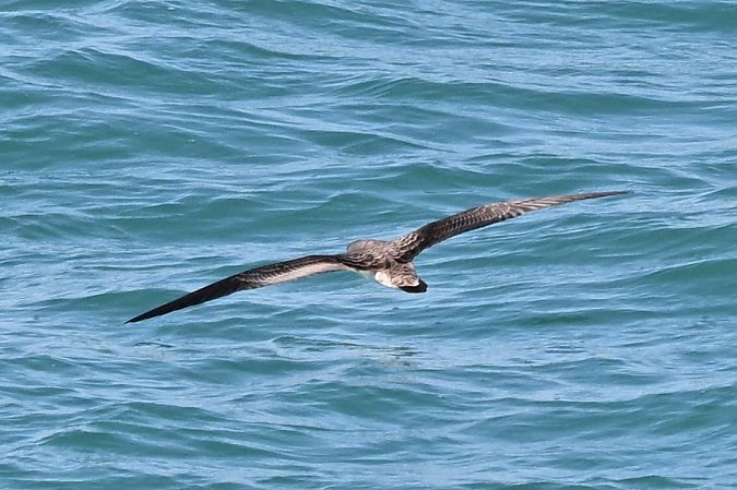 Berta maggiore  - Claudio Ciullo