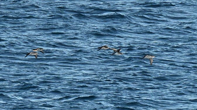 Berta minore  - Claudio Ciullo