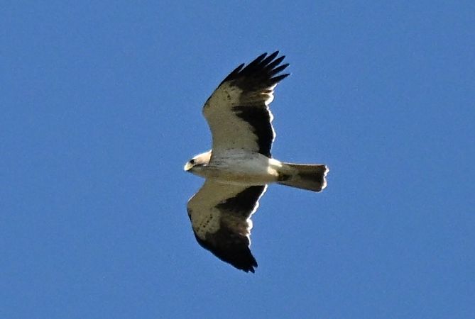 Aquila minore  - Claudio Ciullo